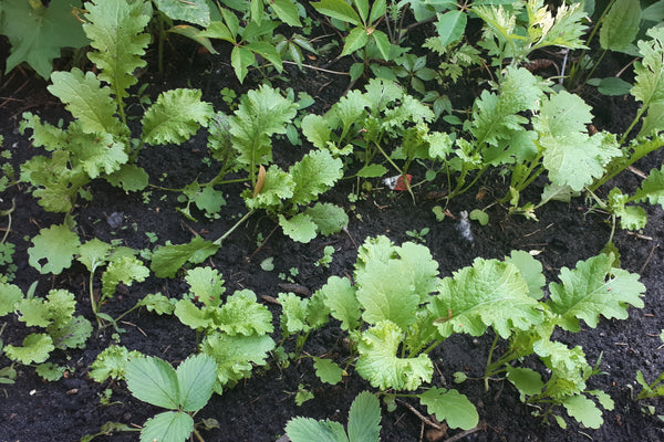 Bed of baby mustard greens