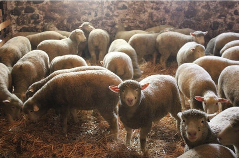 Sheep in barn at Circle R Livestock