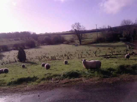 View from Rachel's office: Irish lawnmowers