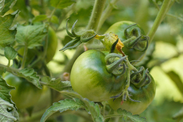 Green tomatoes close up