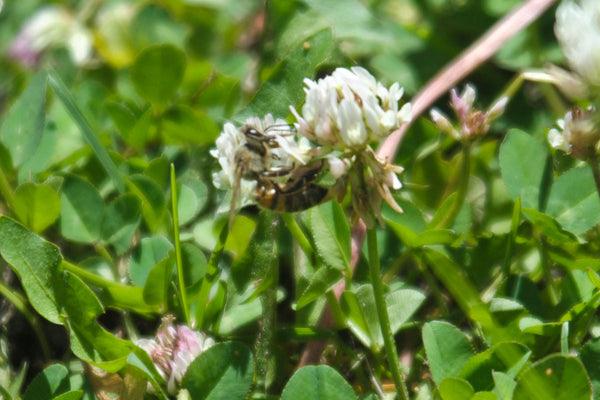 bee in clover