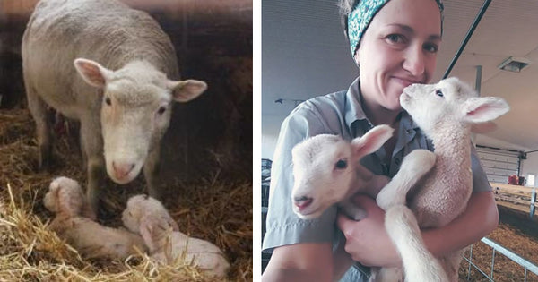 Romy with lambs