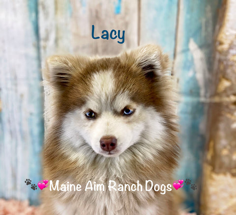 lavender pomsky