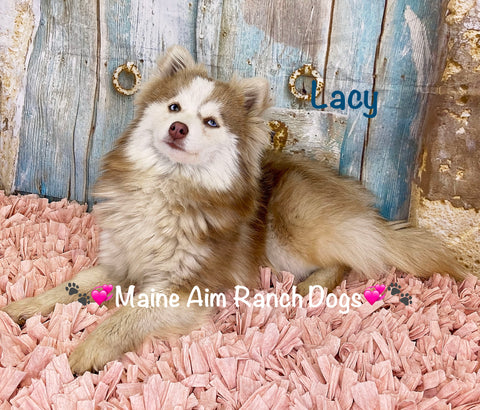 Lacy(RARE Lavender/Lilac) F3 Pomsky out 