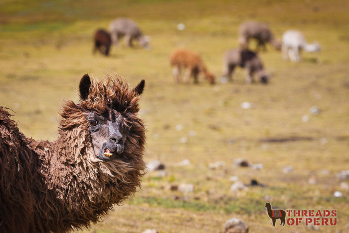 Llamas and Alpacas: What's the Difference? – Threads of Peru