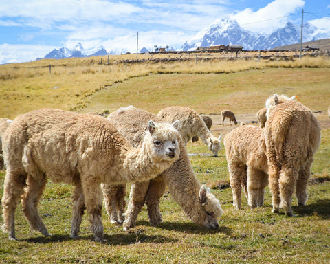 natural alpaca fiber