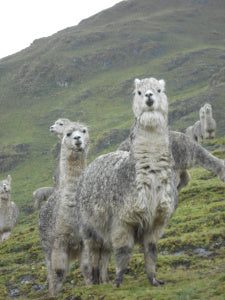 Llamas on the trail to Chaullacocha