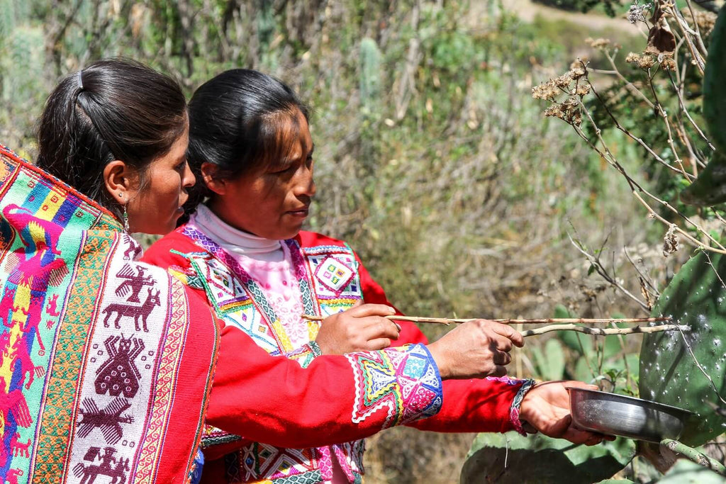 harvesting cochineal by artisans in peru
