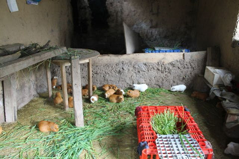 Guinea pigs being raised in Angela's house in Totora. Photo by Harrison Ackerman 