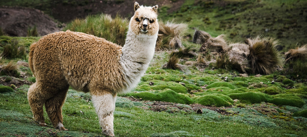 Authentic Hand Made Alpaca Wool Furry Llama's – Nature's Treasures