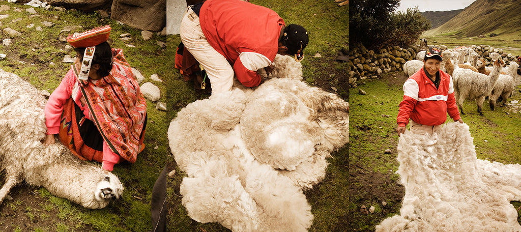 Alpaca Fiber & Wool Process – Threads of Peru