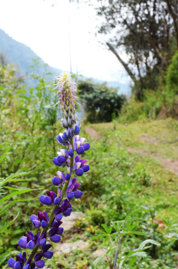 Andean Flower