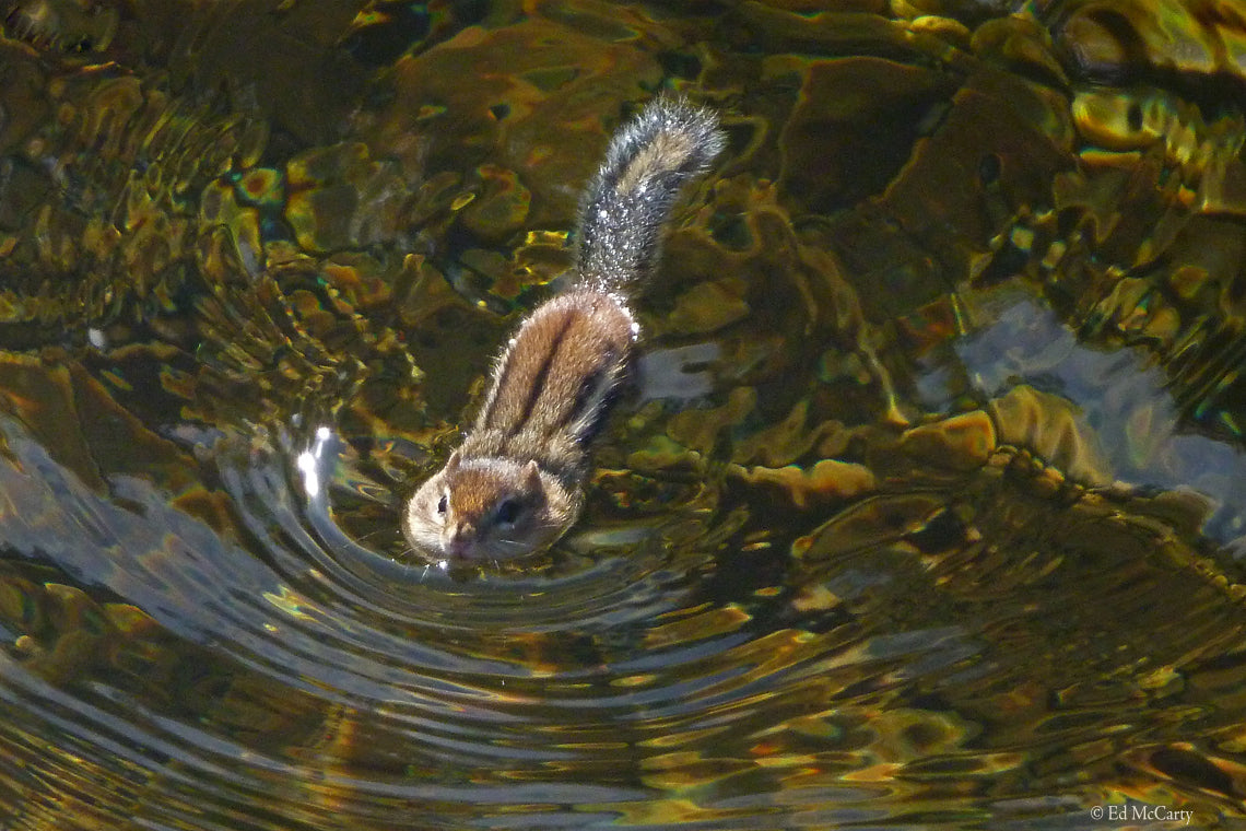 Middle_R_chipmunk swim
