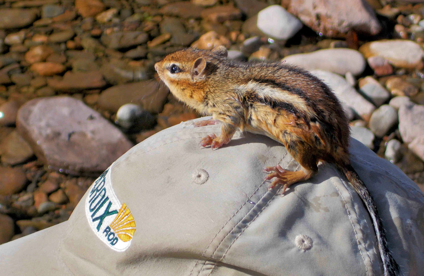 wet chipmunk hat