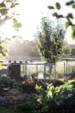 Odgers and McClelland Exchange Stores autumn garden Country Style