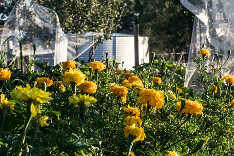 Companion planting marigolds and tomatoes