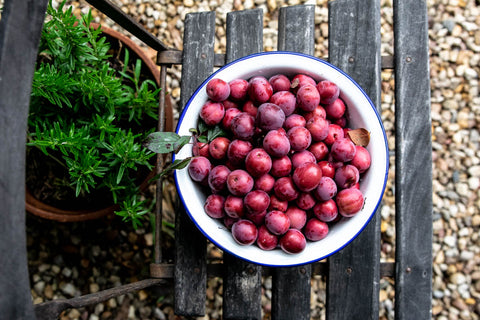 Summer plum harvest - Odgers and McClelland Exchange Stores  