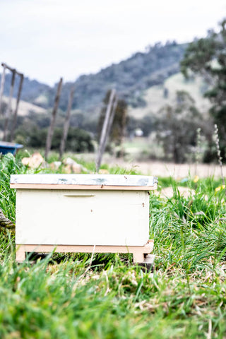 Odgers and McClelland Exchange Stores bees