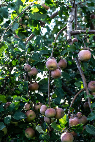 Summer harvest apple - Odgers and McClelland Exchange Stores