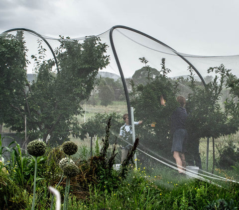 Plum tree harvest - Odgers and McClelland Exchange Stores