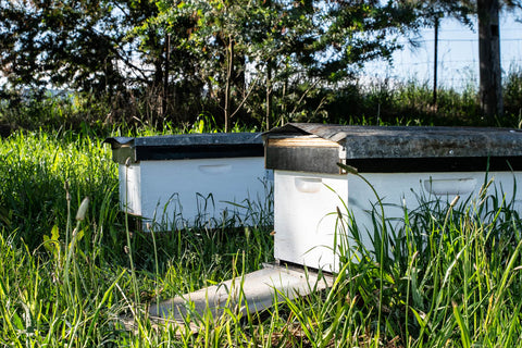 Honey jumbles from our first honey harvest