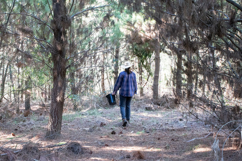 Autumn mushrooming Odgers and McClelland Exchange Stores