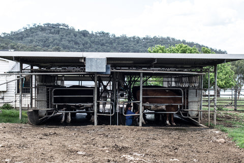 Derek Hill, Bukit Padang dairy closure, Bowling Alley Point, Nundle