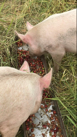 Odgers and McClelland Exchange Stores pigs