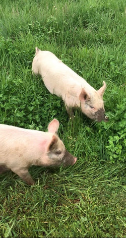 Odgers and McClelland Exchange Stores pigs