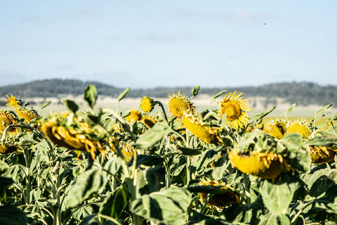 The Plains Sunflower Trail, Odgers and McClelland Exchange Stores