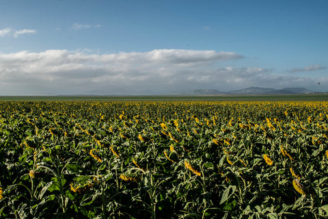 The Plains Sunflower Trail, Odgers and McClelland Exchange Stores