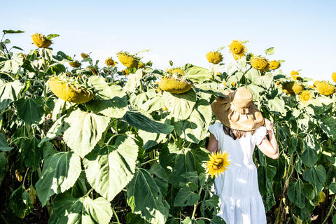 The Plains Sunflower Trail, Odgers and McClelland Exchange Stores