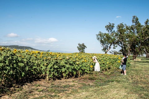 The Plains Sunflower Trail, Odgers and McClelland Exchange Stores