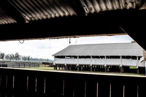 The Plains Sunflower Trail, Odgers and McClelland Exchange Stores