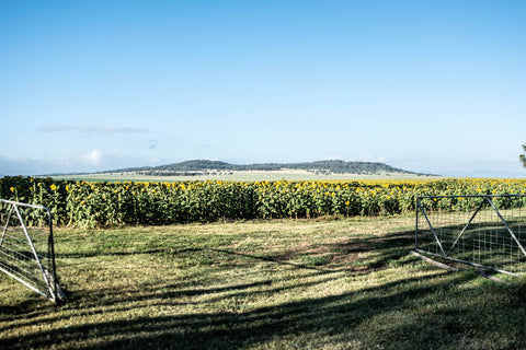 The Plains Sunflower Trail, Odgers and McClelland Exchange Stores