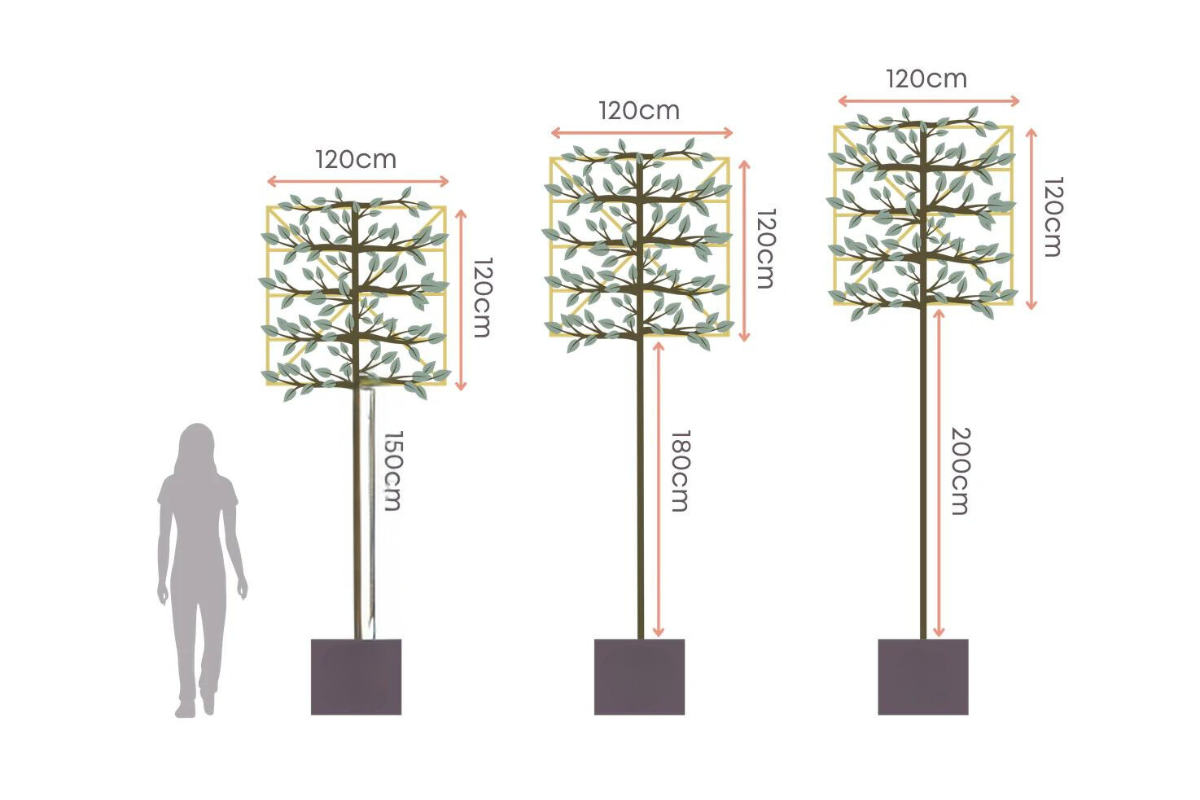 Pleached Tree Sizing 1