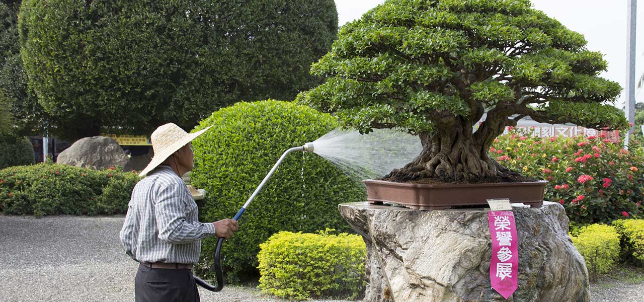 How Much Sunlight Do Bonsai Trees Need of all time Check it out now 
