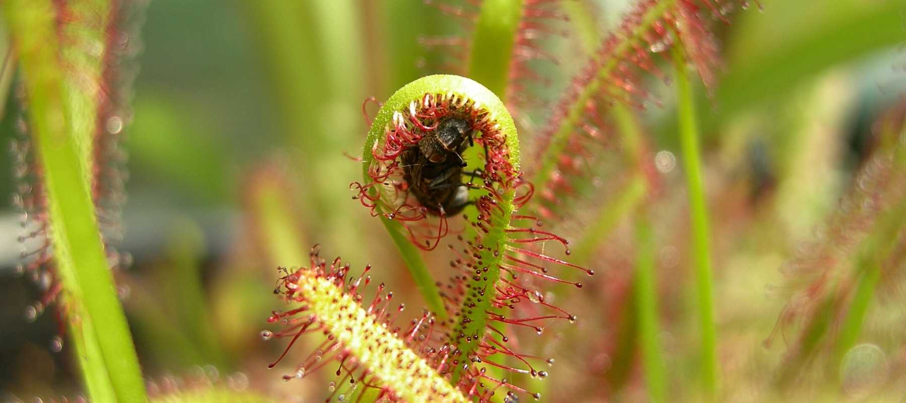 sundew plant eating fly