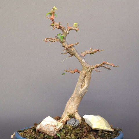 maple bonsai trunk