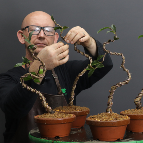 wiring camellia bonsai with raffia