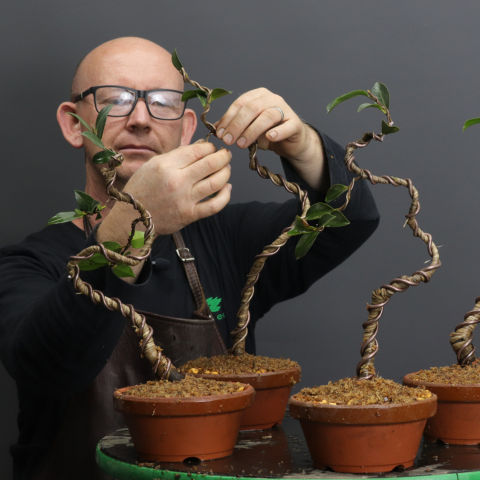 Bonsai Development Series #1: How to treat wire scars mid-way along the  trunk - Bonsai Tonight