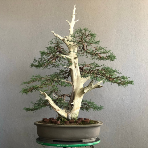 Bonsai Raffia - Wiring Aid For Branch Protection