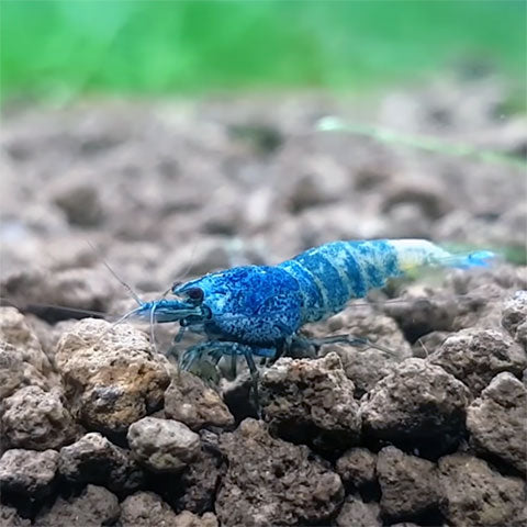 Akadama: A shrimp breeders ideal? - Bonsai Tree (Pty) Ltd.