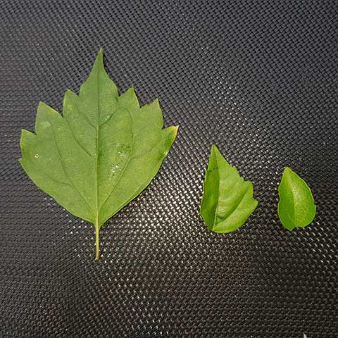 premna leaf shapes