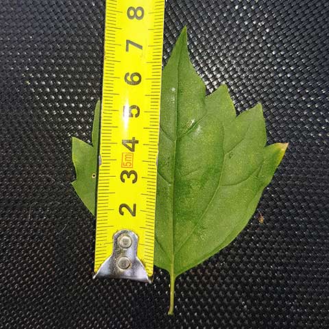 premna leaf size