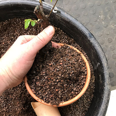 professional growing mix bonsai