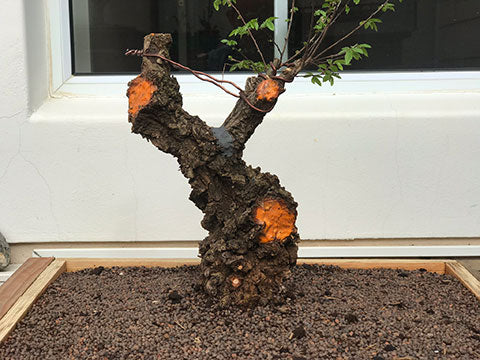 Original cork bark elm bonsai