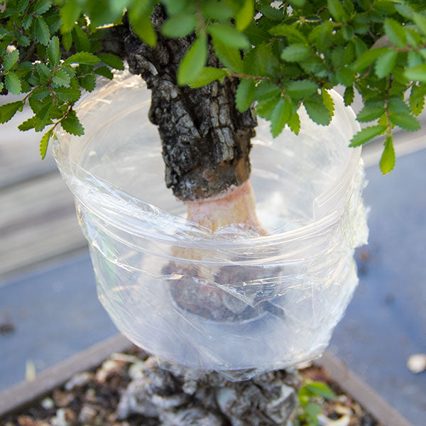 Hennie Nel air layering chinese elm air layering