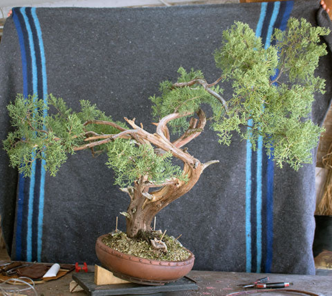 yamadori juniper bonsai