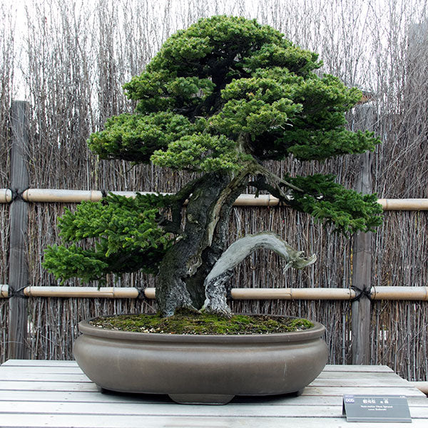 sabamiki bonsai tree